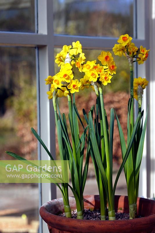 Narcissus 'Soleil d'Or' on a sunny windowsill