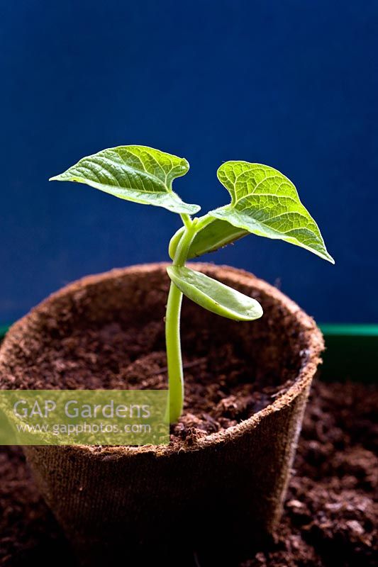 French bean seedling in a peat pot