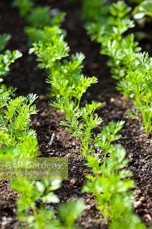 Carrot 'Ideal Red' seedlings
