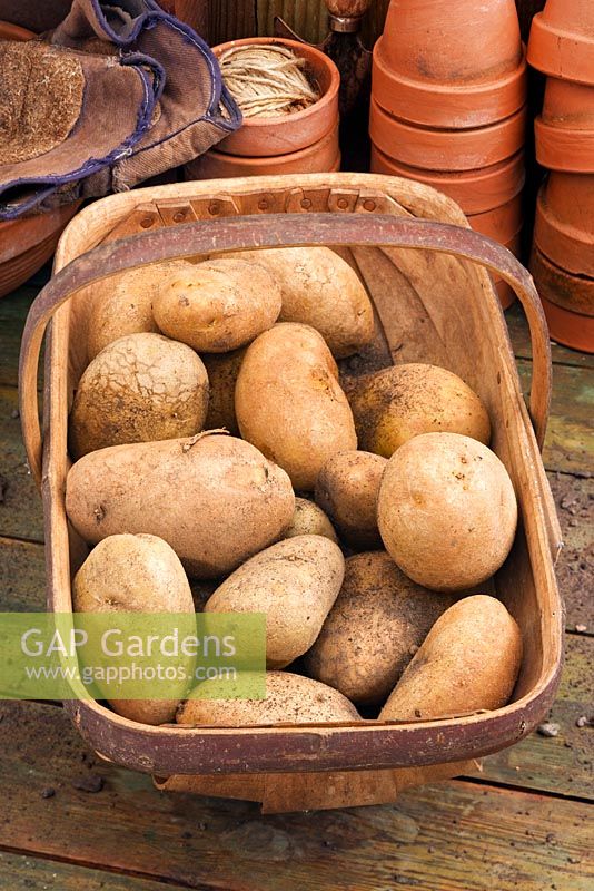 Solanum tuberosum 'Wilja' potatoes in a wooden trug