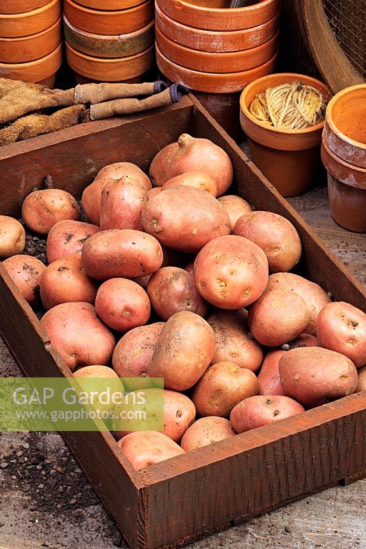 Solanum tuberosum 'Romano' potatoes in a wooden tray