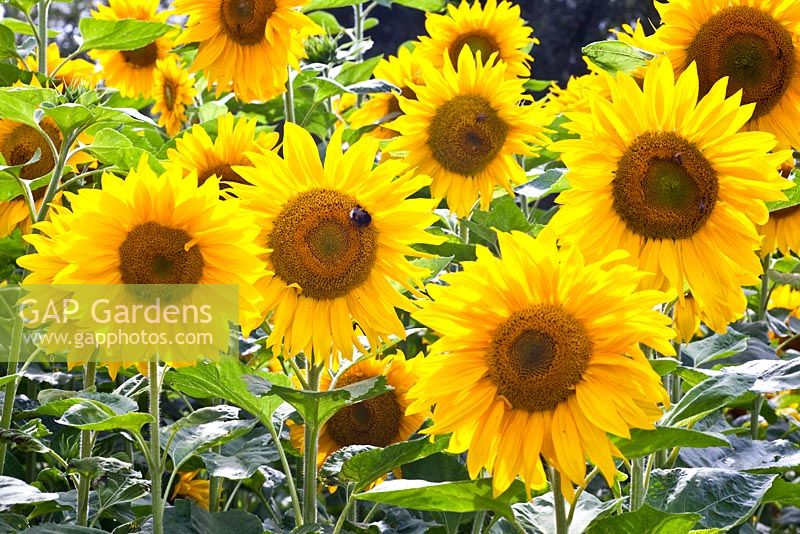 Helianthus annus - Sunflowers