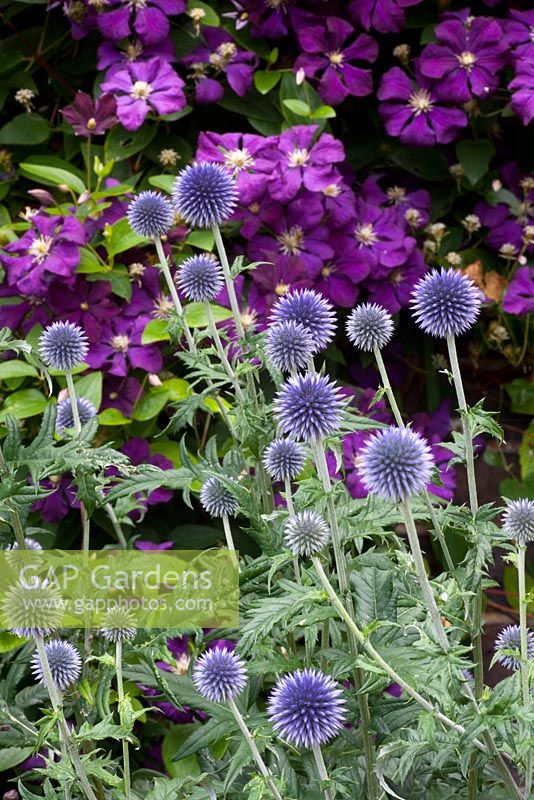 Echinops ritro 'Veitch's Blue' and Clematis viticella 'Etoile Violette'