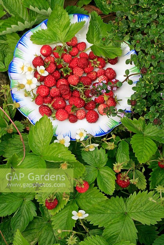 Alpine strawberries freshly picked and ripening on the plants