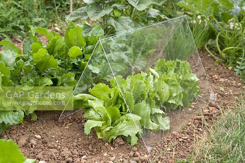 Growing Lettuce under protective plastic sheeting. Writtle College, July