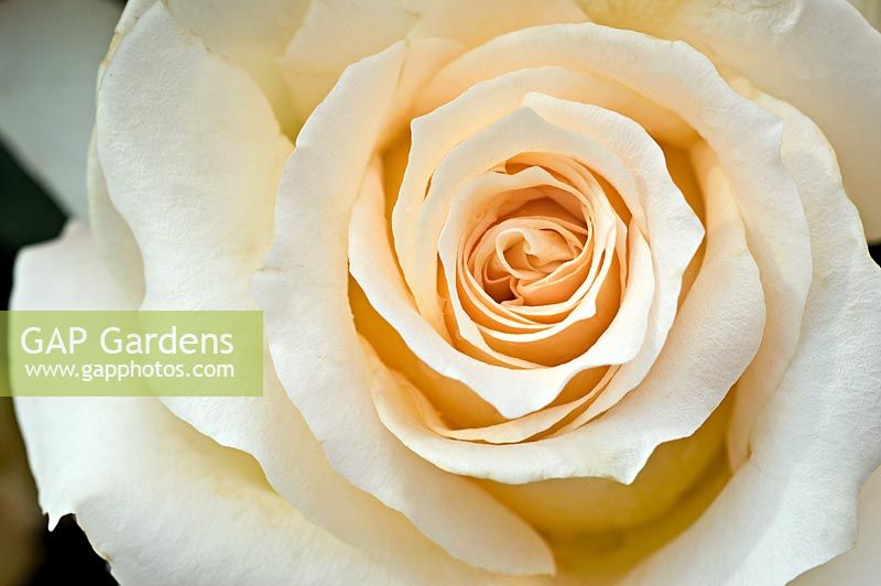 Rosa 'Isn't She Lovely' - Hampton Court Flower Show - New Plants, 