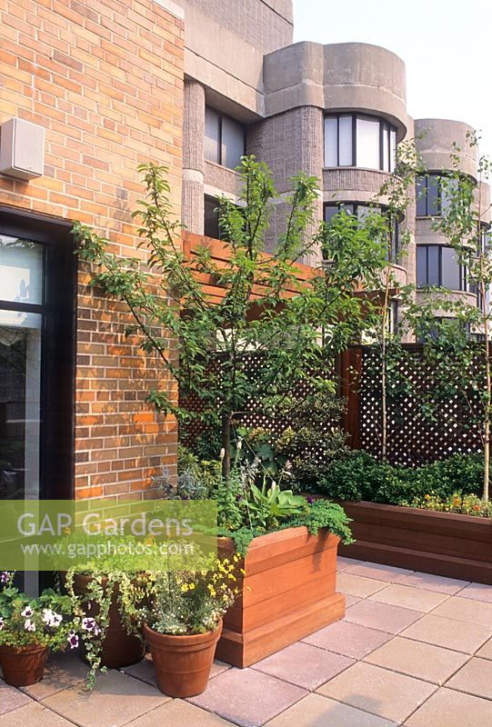 Roof garden in New York. Large wooden planter with fruit tree. Raised beds with Betula - Birch trees. Tim Du Val Mr Green's Roof Garden NYC 