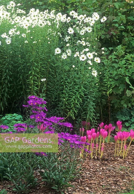 Chrysanthemum uliginosa, Aster frikartii and Colchicum speciosum 'Alto Rubens' - Beth Chatto's garden