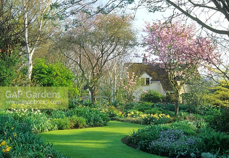 Spring garden with grass path between spring borders of Narcissus - Daffodils, Prunus - Cherry tree, Myosotis - Forget-me-nots and Helleborus - Hellebores. Magnolia House, Glen Chantry Wickham Bishops, Essex