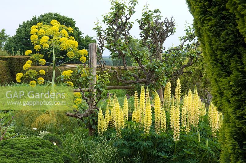 Late spring yellow with Lupinus, gnarled fruit espalier and Ferula communis - Great Dixter, Sussex