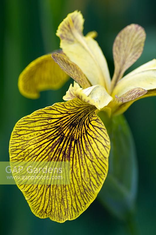 Iris foetidissima - Great Dixter, Sussex