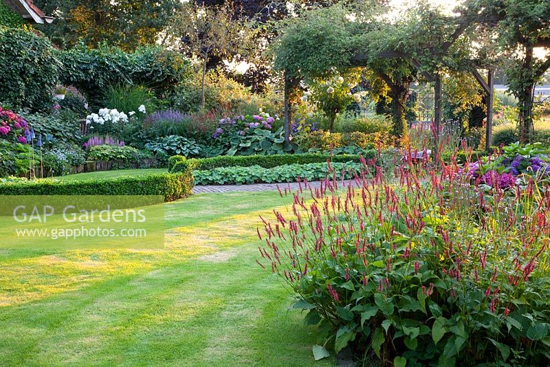 Borders in country garden. Persicaria amplexicaulis 'Firedance' in foreground