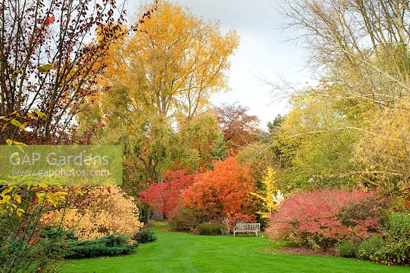 View of autumn colour shrub beds at Cambridge Botanic Gardens with Cornus sanguinea 'Midwinter Fire', Prunus, Cotinus, Ginkgo and Euonymus alatus.