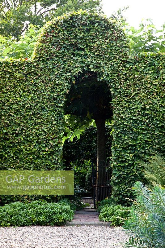 Clipped hedge forming an archway