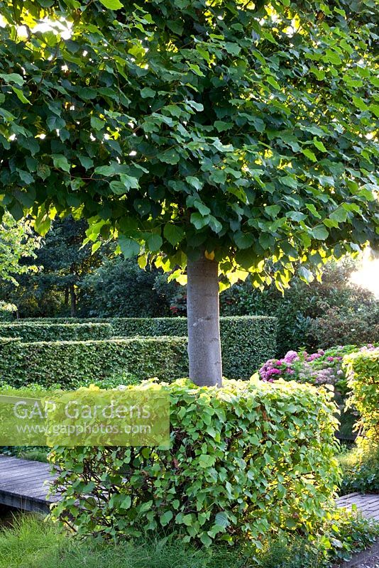 Tilia cordata - Lime tree underplanted with a hedge clipped into a cube 