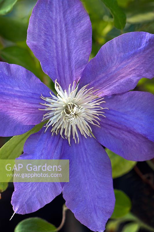 Clematis 'HF Young'