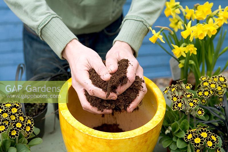 Planting a Spring continer with Narcissus and Primula auricula 
