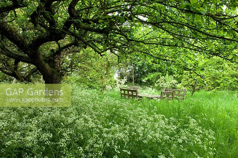 Meadow area of county garden with Anthriscus sylvestris - Cow Parsley and seating area under tree. Pollards Cross, Steeple Bumpstead, Essex
 