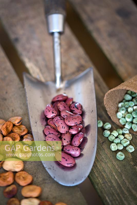 Stainless steel trowel with Runner bean seed 'Prizewinner stringless', Pea 'Kelvedon Wonder' seeds and Broad Bean