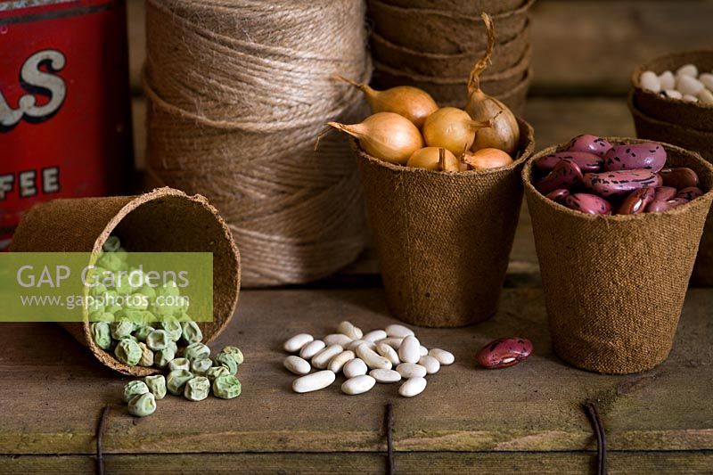Seeds and Onion 'Turbo' sets in biodegradable planting pots on a vintage wooden surface. Seed tin and garden string. Runner bean 'Prizewinner Stringless', French Bean 'Blue Lake', Pea 'Kelvedon Wonder'