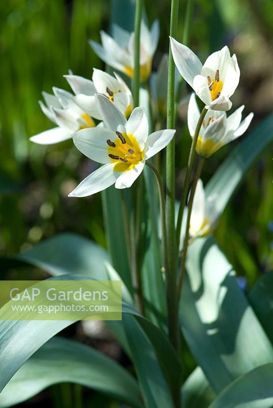 Tulipa turkestanica RHS AGM - March