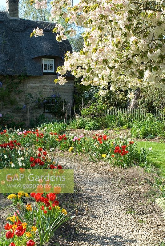 English Cottage garden path in spring with Tulipa, Erysimum - Wallflowers and Narcissi. Wisteria growing on thatched house. Overhanging Prunus - Cherry tree. Watering system in flower bed.  April
