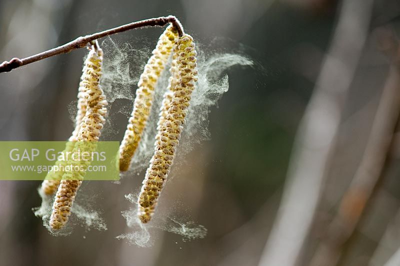Corylus avellana - Common Hazel catkins releasing pollen