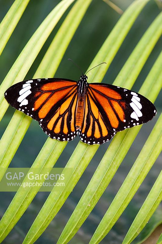 Danaus genutia - Striped tiger butterfly 