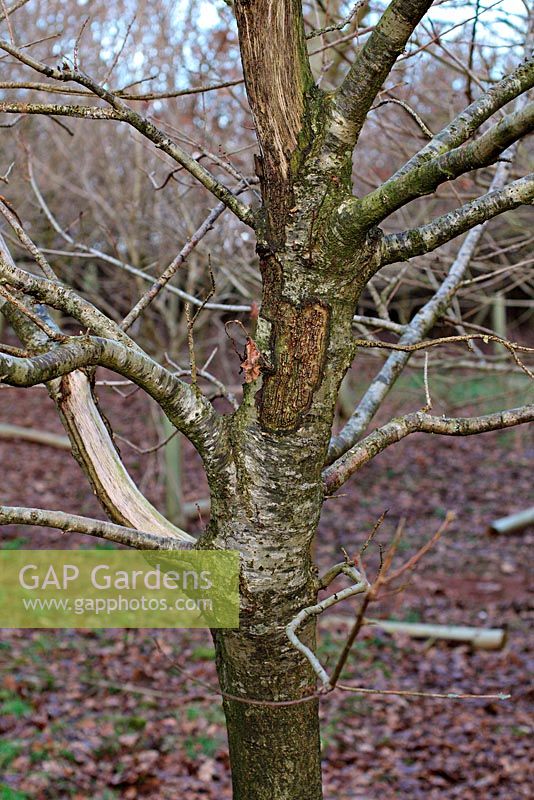 Sciurus carolinensis - Grey squirrel damage to young Quercus robur in establishing hardwood plantation, Devon UK