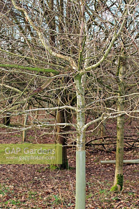 Sciurus carolinensis - Grey squirrel damage to young Quercus robur in establishing hardwood plantation, Devon UK. The leader on this tree has been ringbarked and hence the quality of the hardwood affected.
