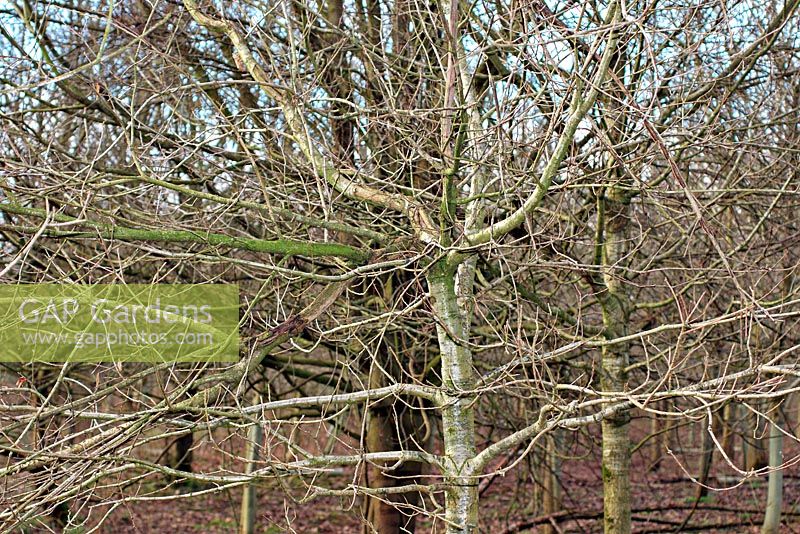 Sciurus carolinensis - Grey squirrel damage to young Quercus robur in establishing hardwood plantation, Devon UK. The leader on this tree has been ringbarked and hence the quality of the hardwood affected.