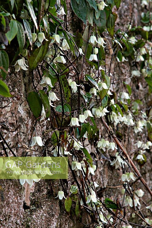 Clematis urophylla 'Winter Beauty' in February - growing on a south west facing wall and shown after a spell of hard winter weather