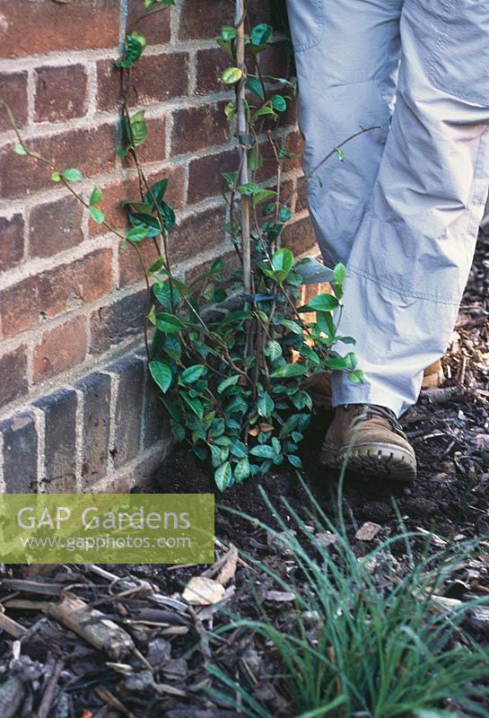 Planting Jasmine Step by Step. Step 3. Firming around the base of the plant using your feet