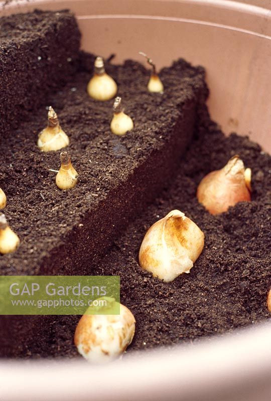 Planting bulbs - Cover bulbs with compost and arrange the next layer above them.  Once these are in place, repeat the whole process a third time to create the final layer
