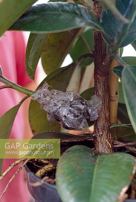 Air layering a rubber plant - Cover the clear polythene with an outer covering of black polythene, removing the black polythene occasionally to check on its progress