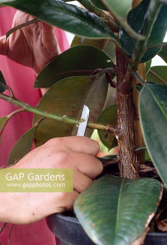 Air layering a rubber plant - In spring or in early summer, select a firm, one year old branch. Midway between leaf joints, make a sloping cut part way through the stem