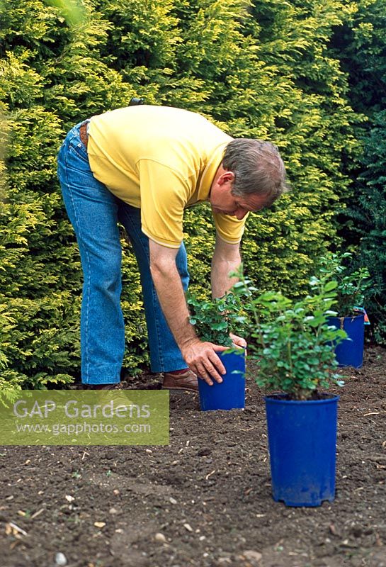 Planting container roses as ground cover - Place the containers on newly dug soil, how you imagine them to be positioned 