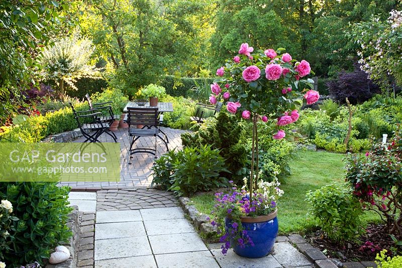 Country garden with Rosa 'Leonardo da Vinci' grown as standrad in glazed pot 