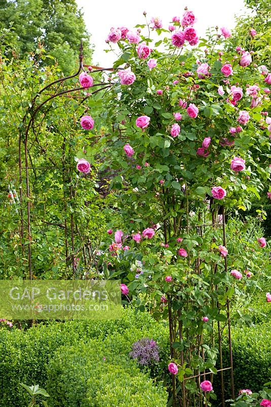 Rosa 'Louise Odier' growing up metal archway