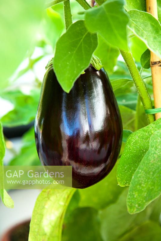 Aubergine growing in glasshouse at West Dean 