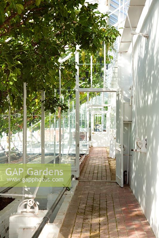 Glasshouse with grapes and figs at West Dean