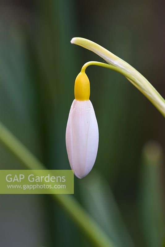Galanthus 'Wendy's Gold'