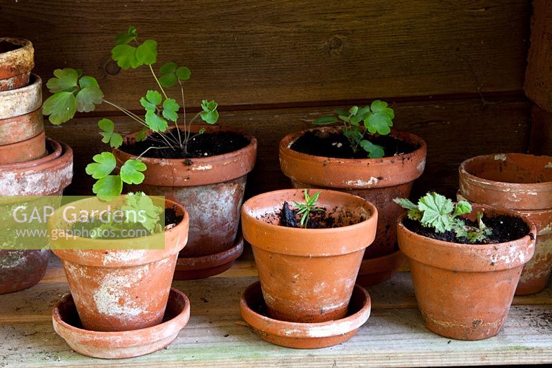 Seedlings in clay pots