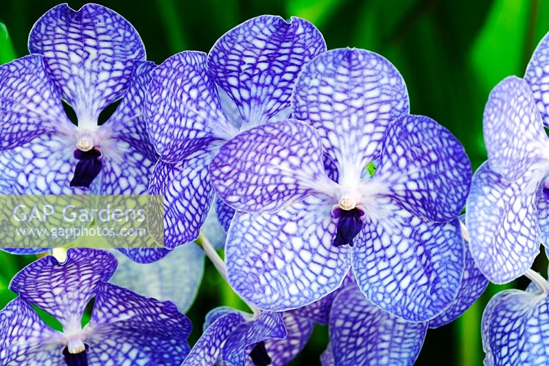 Vanda rothschildiana - Orchid