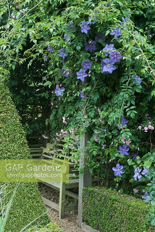 Wooden seat under arbor with cascading Clematis 'Perle d'Azur' and Rosa 'Ethel' - The Dutch Garden, The Old Vicarage, East Ruston, Norfolk