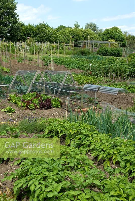 Allotments, showing various forms of cages, supports and cloches - Framlingham, Suffolk