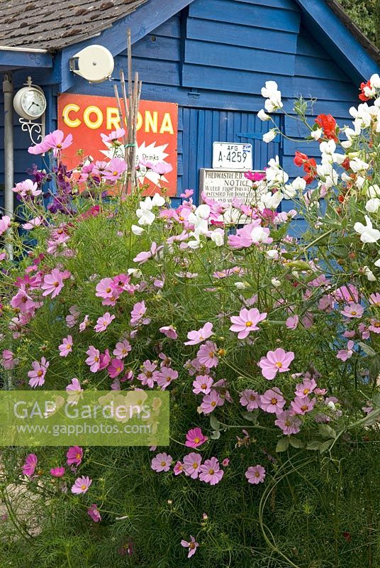 Cosmos and Sweet Peas against blue shed with retro signs - Open Gardens Day 2009, Walsham-le-Willows, Suffolk