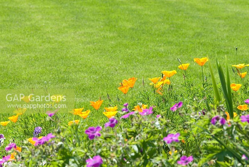 Edge of a border by a perfect lawn with Eschscholzia - Californian Poppy and a hardy Geranium in June
