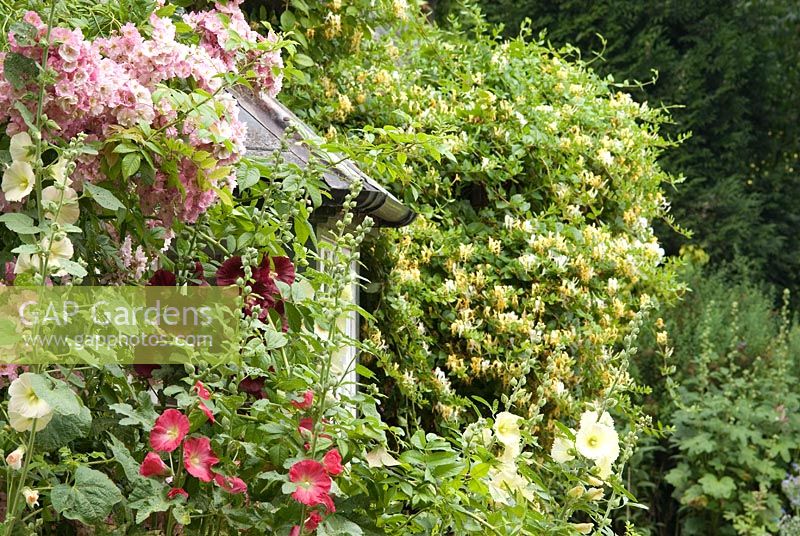 Thathed cottage with Alcea rosea, Rosa and Lonicera 