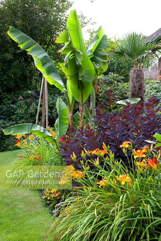 Mixed exotic border with Musa, Hemerocallis 'Frans Hals' and Cotinus coggygria 